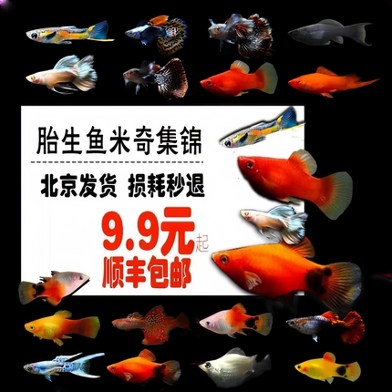 米奇鱼活体球形熊猫淡水月光牡丹孔雀鱼混搭生小鱼热带观赏练手鱼