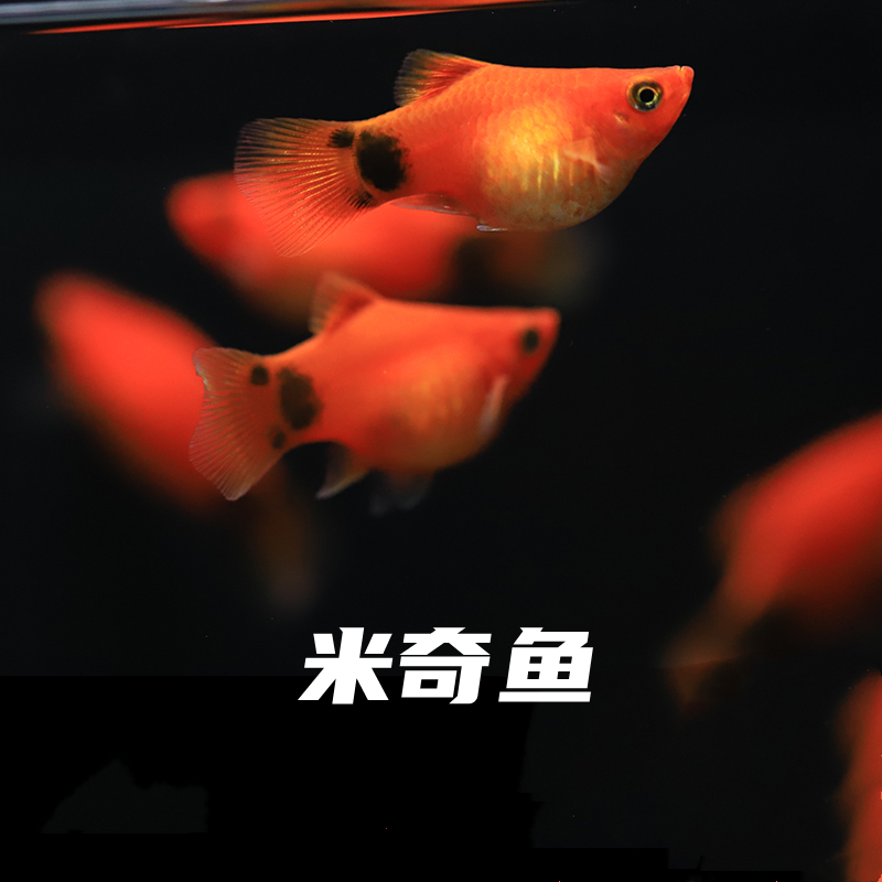 米奇鱼活体球形熊猫淡水月光牡丹孔雀鱼混搭生小鱼热带观赏练手鱼