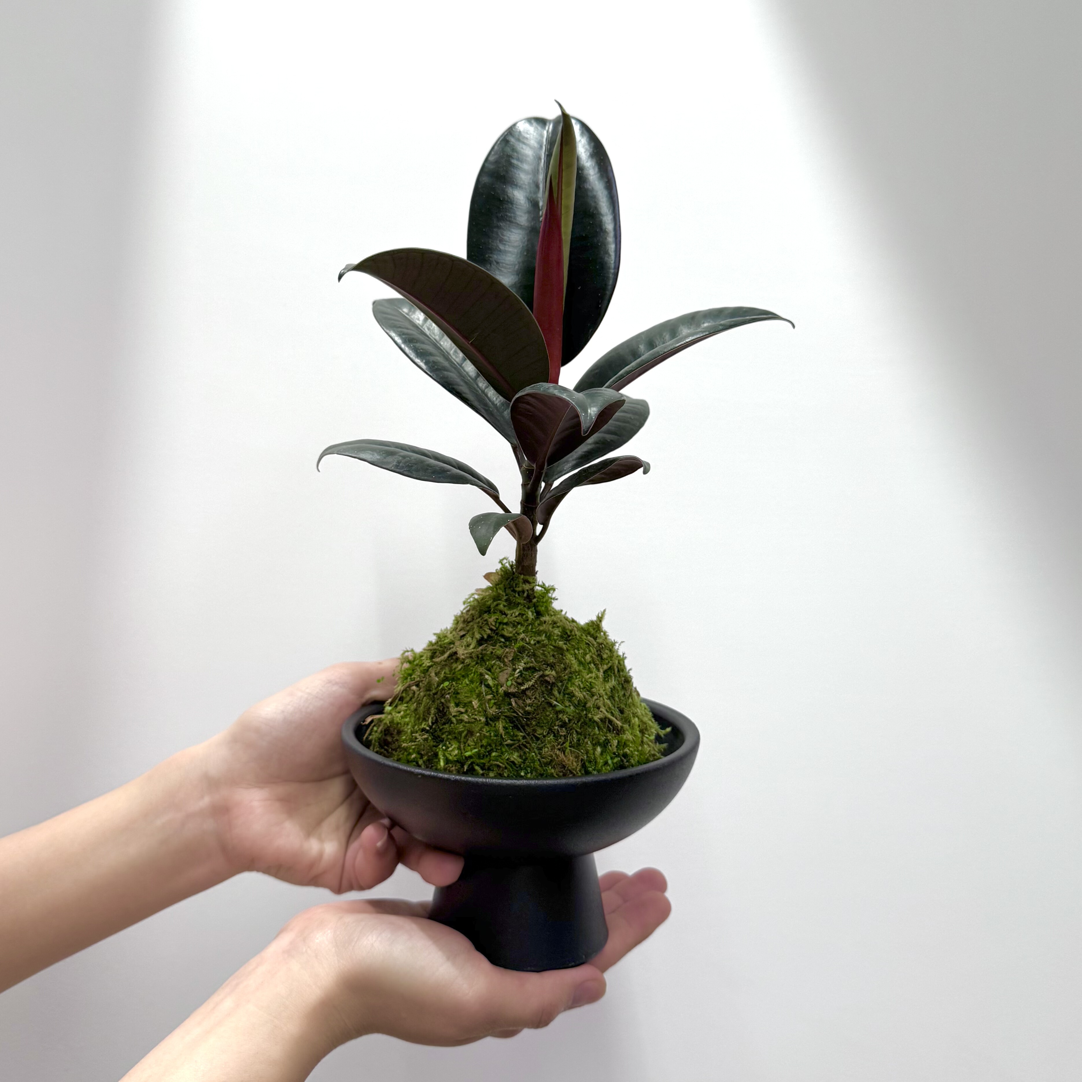 黑金刚橡皮树苔藓球盆栽室内客厅办公室四季常青净化空气好养绿植,鲜花速递/花卉仿真/绿植园艺,绿植,淘宝优惠券,粉丝福利购,淘宝优惠卷