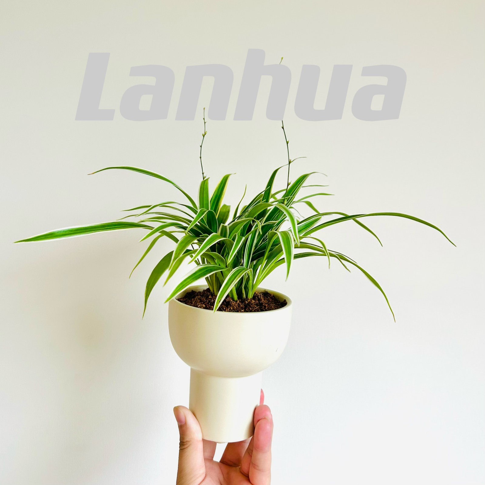 幽兰花吊兰盆栽桌面ins好养绿植