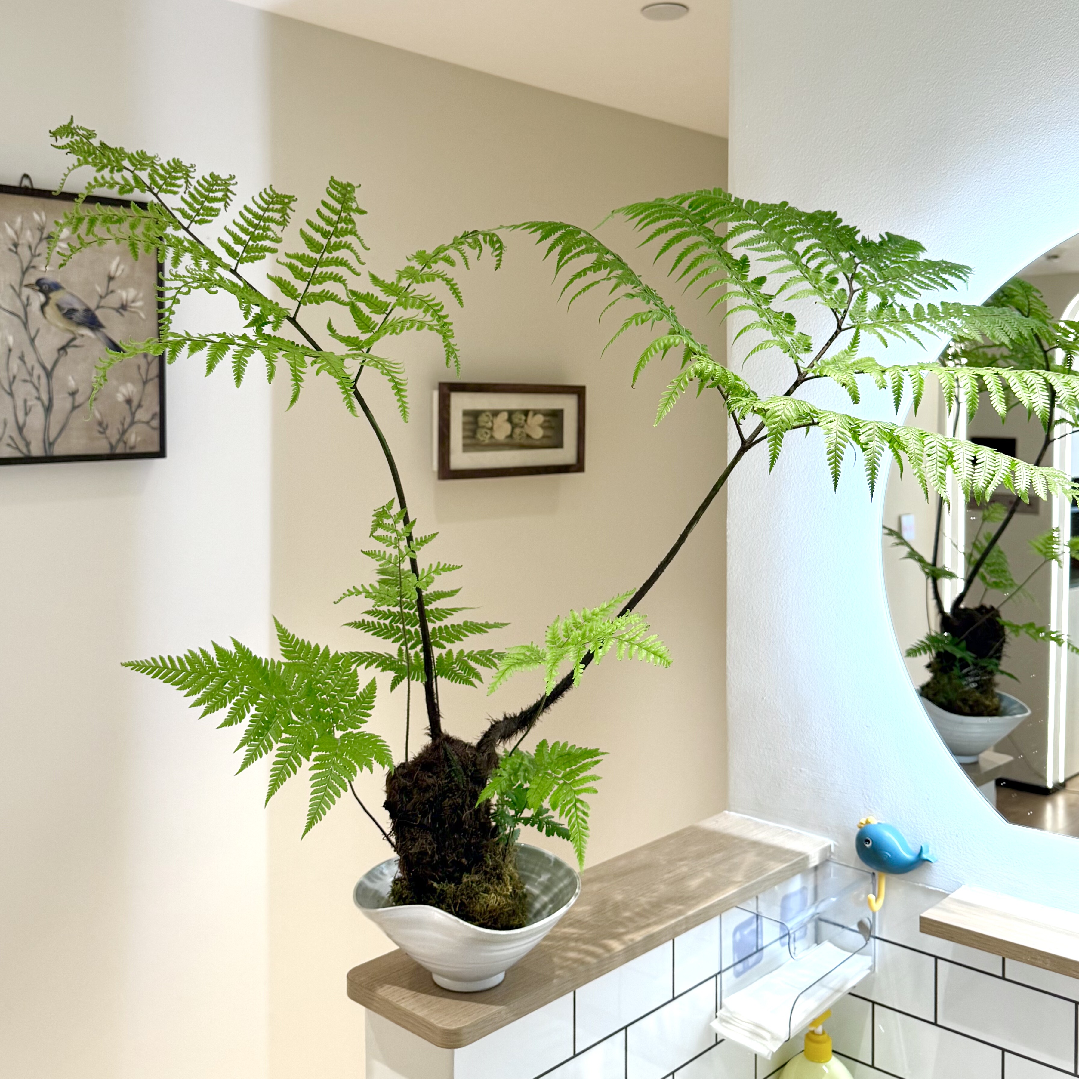 老桩红磷蕨苔藓球盆栽桌面绿植