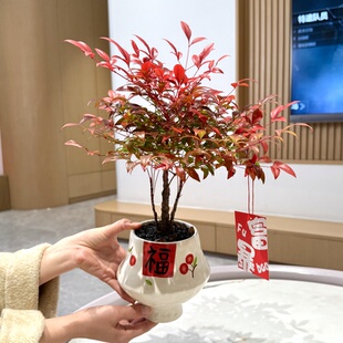 老桩红叶火焰南天竹盆栽盆景室内客厅办公室桌面观叶喜庆花卉绿植
