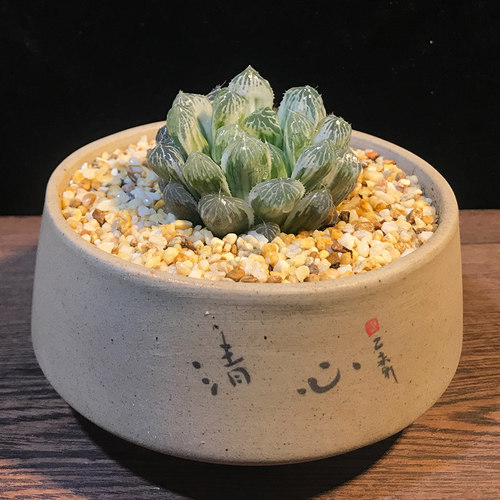 玉露多肉植物透明价格 玉露多肉植物透明图片 星期三