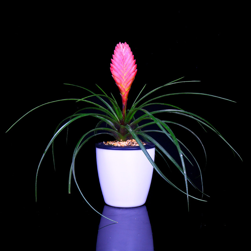 紫花凤梨 铁兰 蓝色铁兰 蓝紫花凤梨 紫花木柄凤梨花卉百科图片 培育种植 饲养繁殖 Sbike