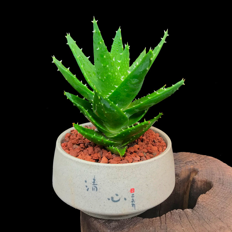 不夜城芦荟小盆栽盆景室内办公室桌上阳台花卉绿植净化空气好养活