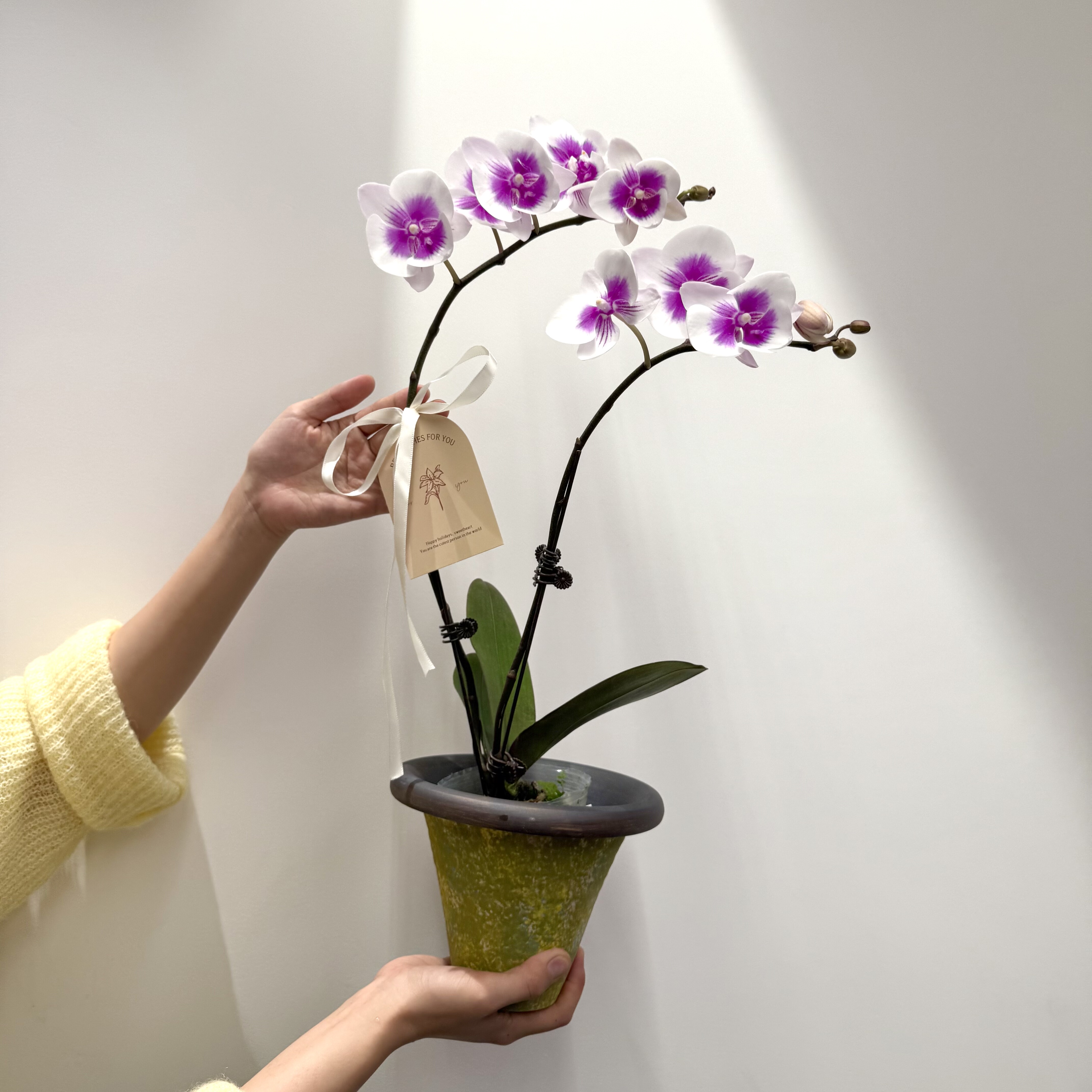 风筝蝴蝶兰带花苞盆栽盆景室内客厅办公室桌面观花趣味花卉绿