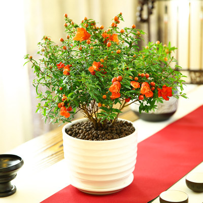 四季开花植物盆栽室内石榴花盆栽带盆易活盆景室外办公室绿植花卉 虎窝淘