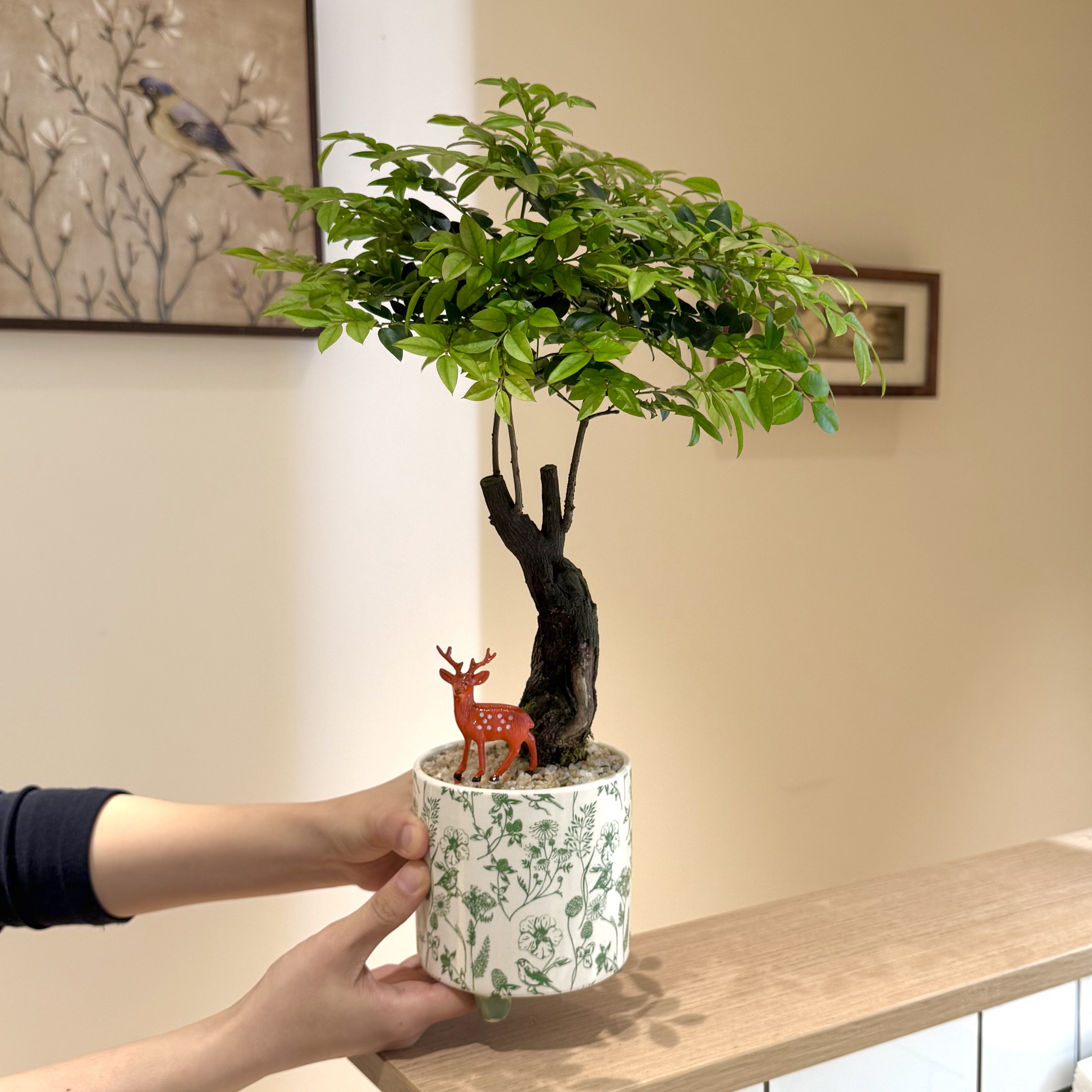 老桩小叶紫檀黑骨茶盆栽盆景室内阳台办公室桌面观叶趣味花卉绿植