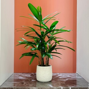 丛林金山棕竹棕榈盆栽办公室客厅茶室绿植北欧风好养易活大叶植物