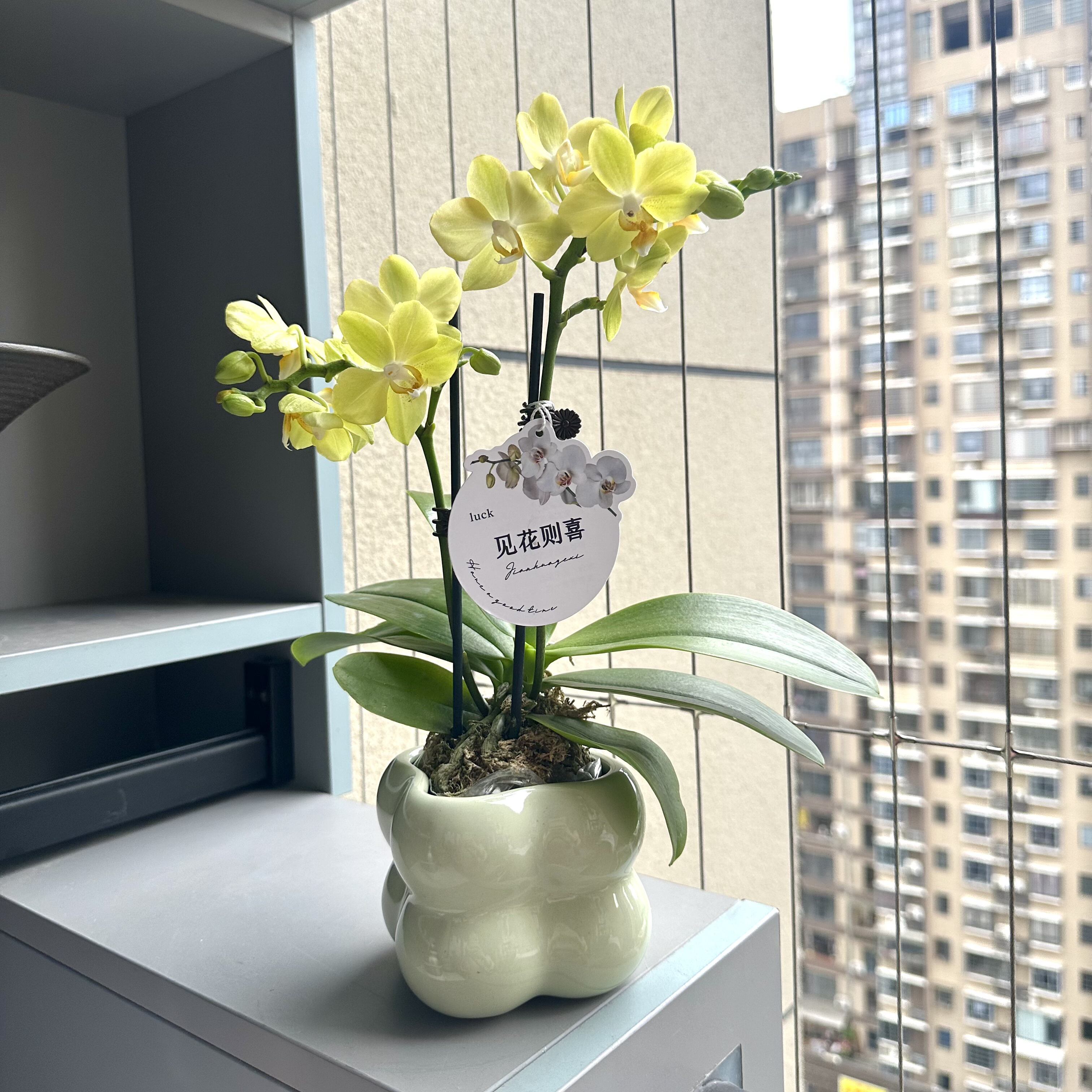 拉巴斯蝴蝶兰盆栽盆景室内客厅办公室桌面观花趣味花卉绿植好养