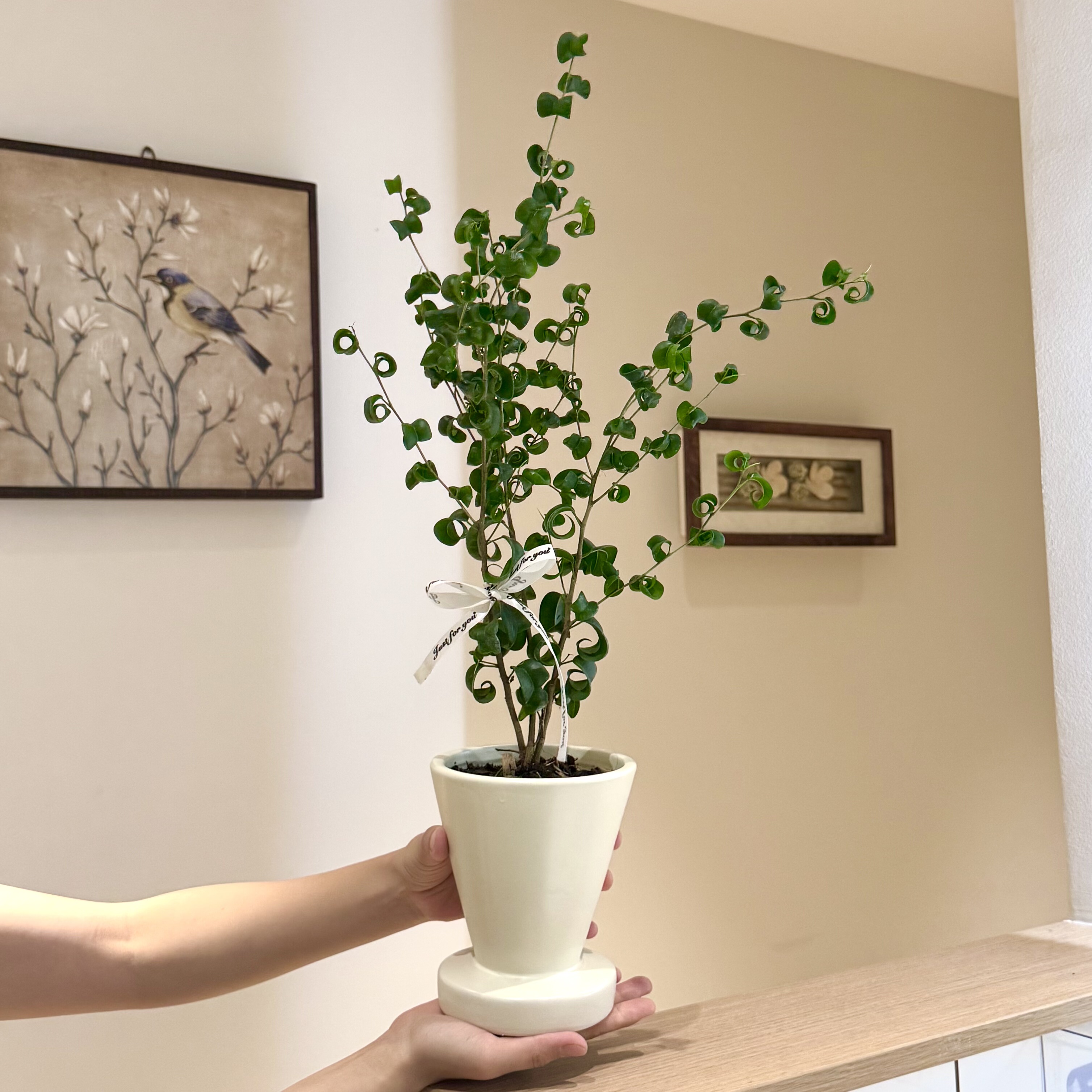 卷叶榕卷福绿植盆栽桌面INS风