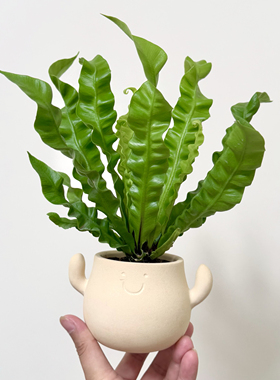 可爱火焰鸟巢蕨盆栽室内客厅办公室桌面绿植蕨类植物四季好养易活