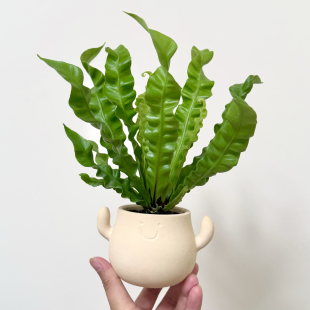 可爱火焰鸟巢蕨盆栽室内客厅办公室桌面绿植蕨类植物四季 好养易活