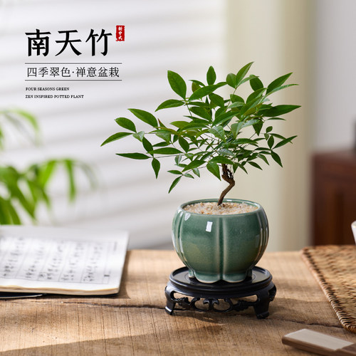 南天竹小盆栽绿植高级感禅意植物