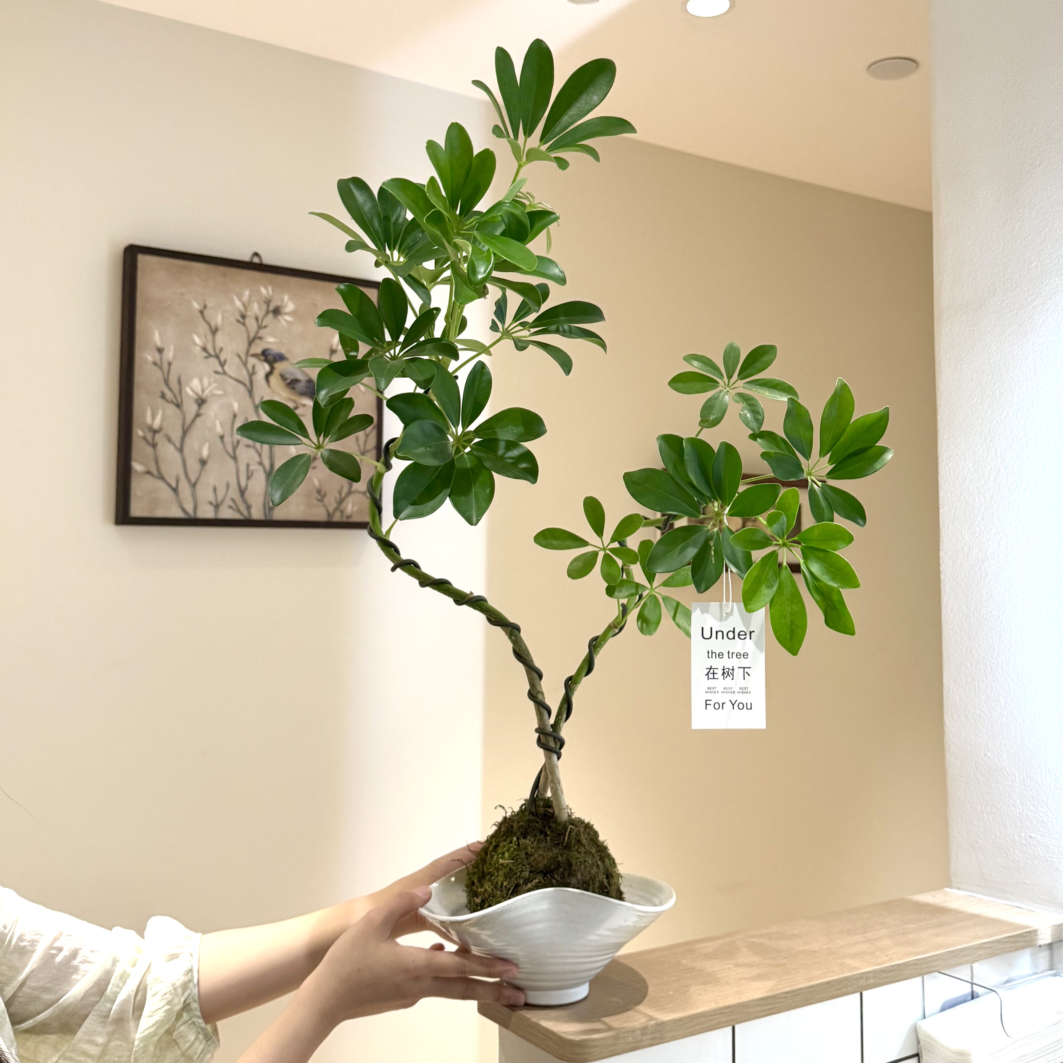 造型鸭脚木苔藓球盆栽盆景室内客厅办公室净化空气美观花卉绿植