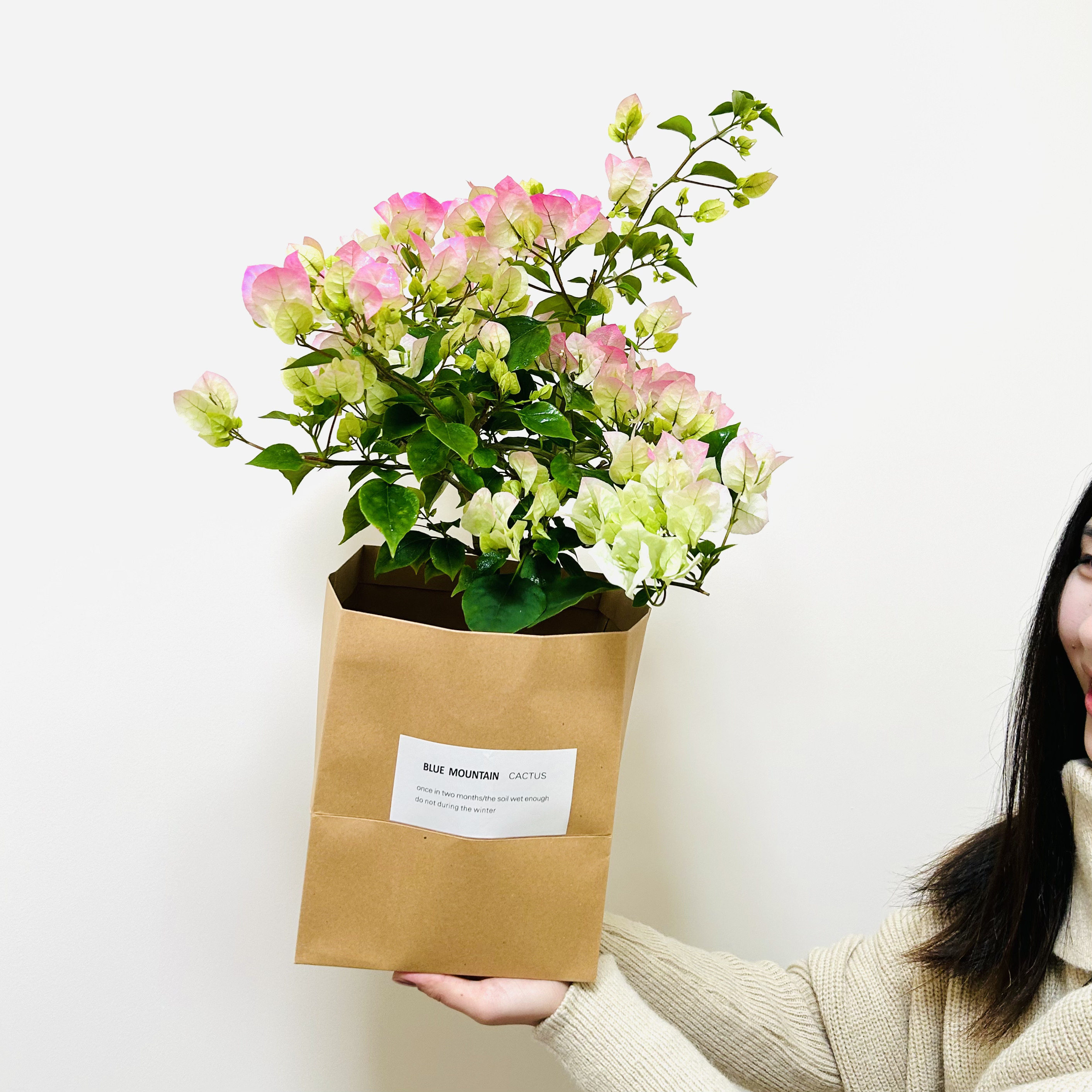 绿樱三角梅盆栽盆景阳台室外花卉绿植带花苞