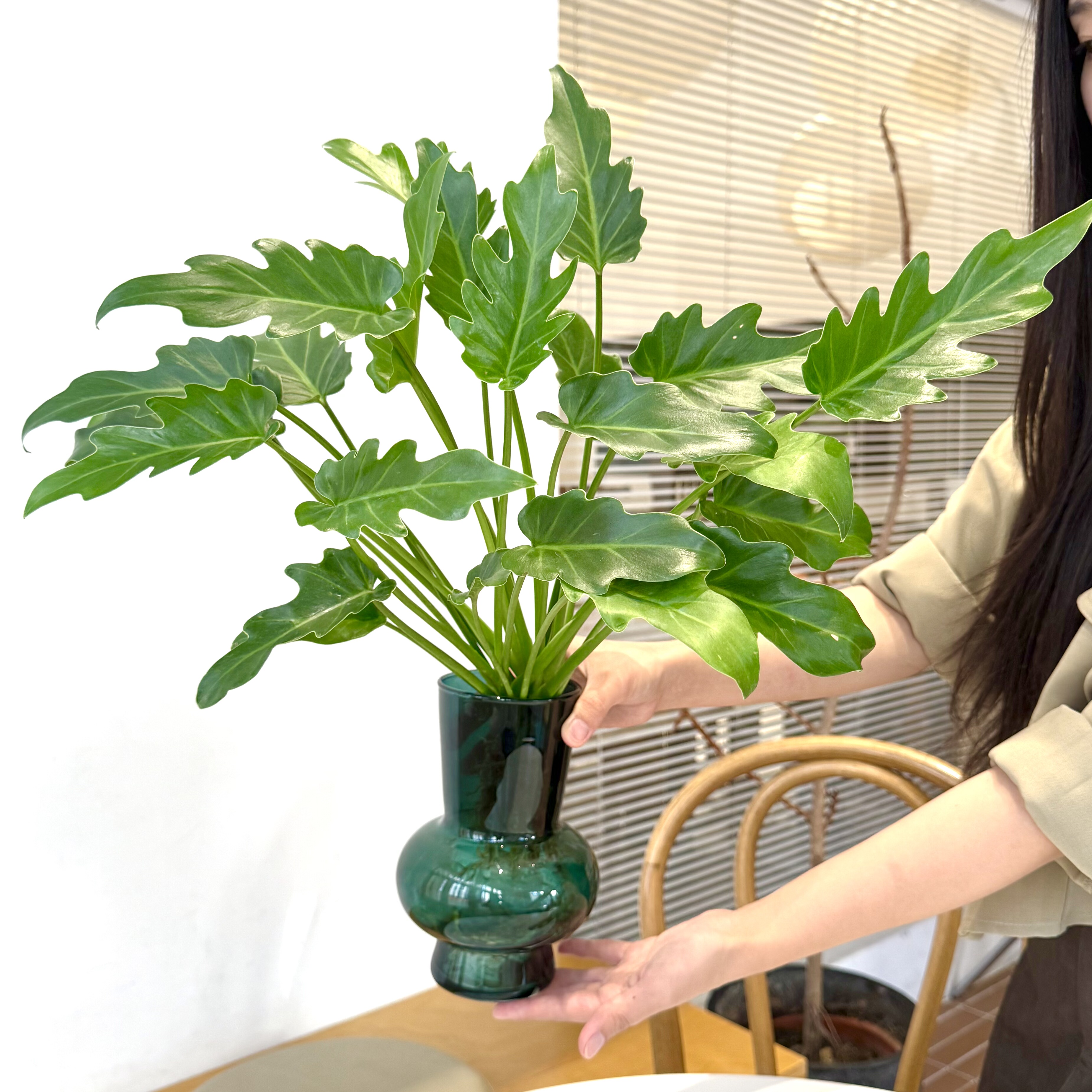 水培龙鳞小天使春羽水培绿植室内桌面盆栽好养活可净化空气花卉