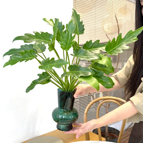 水培龙鳞小天使春羽盆栽水培绿植