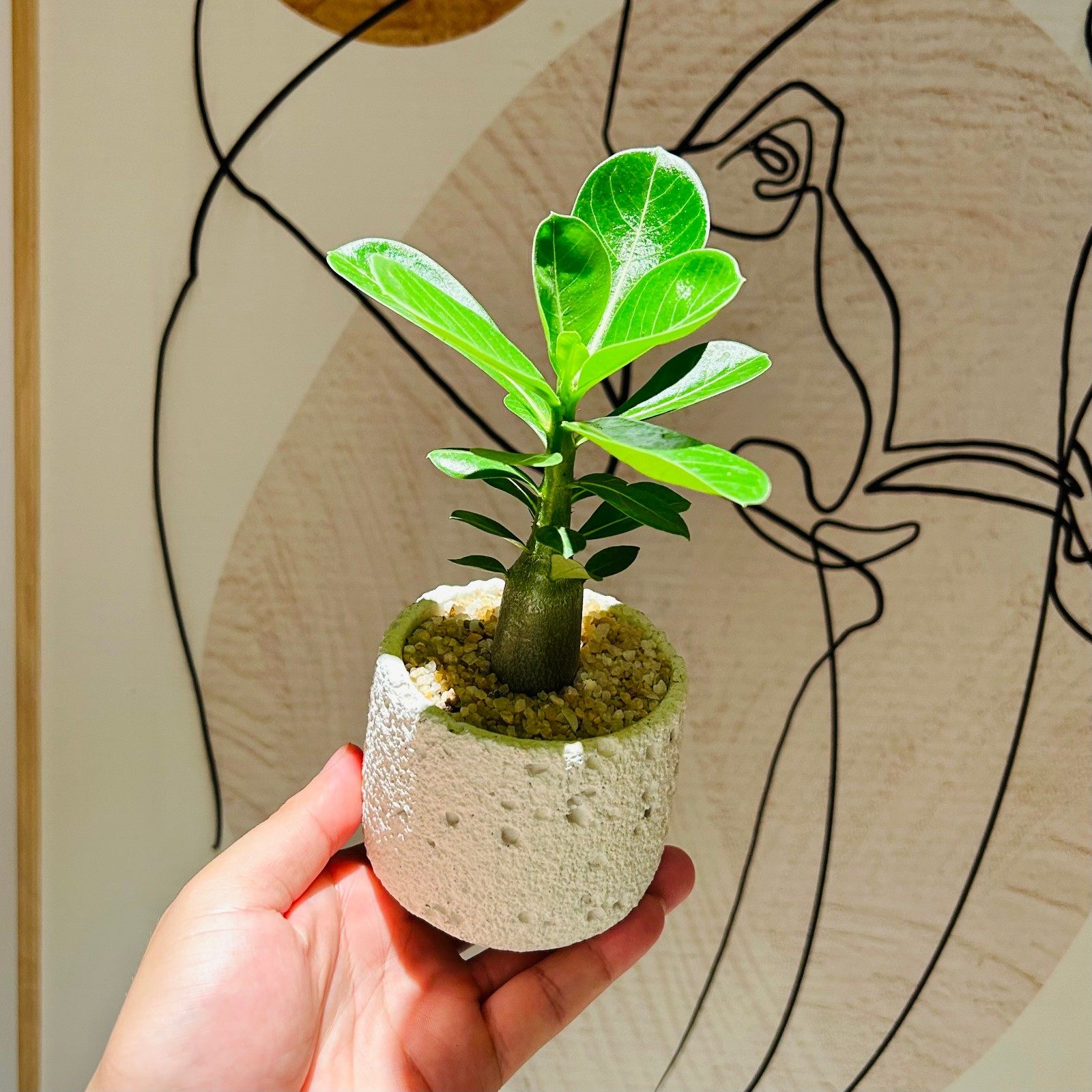 沙漠玫瑰宝宝盆栽桌面耐旱小绿植