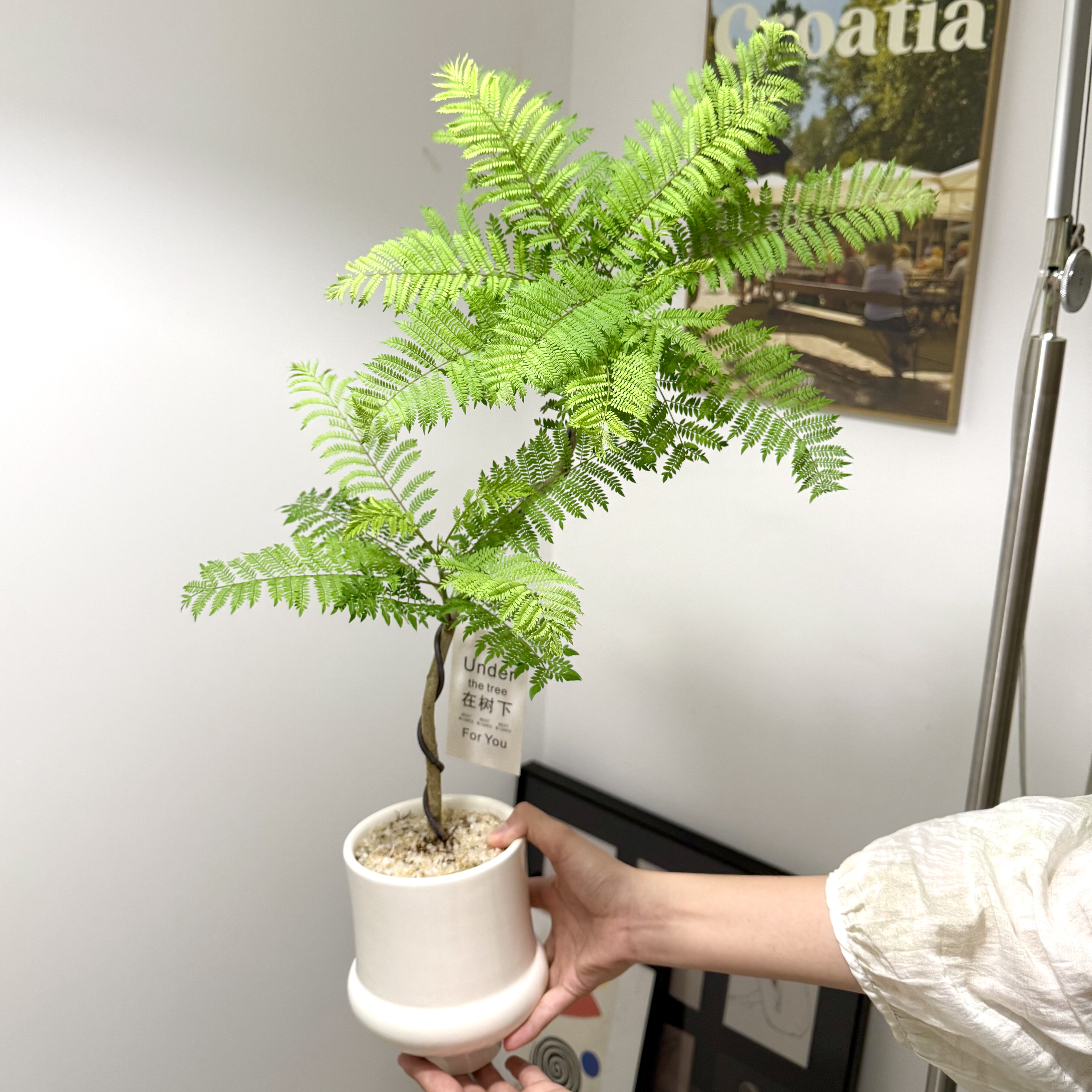 老桩双层造型蓝花楹盆栽盆景室内客厅办公室桌面观叶养眼花卉绿植