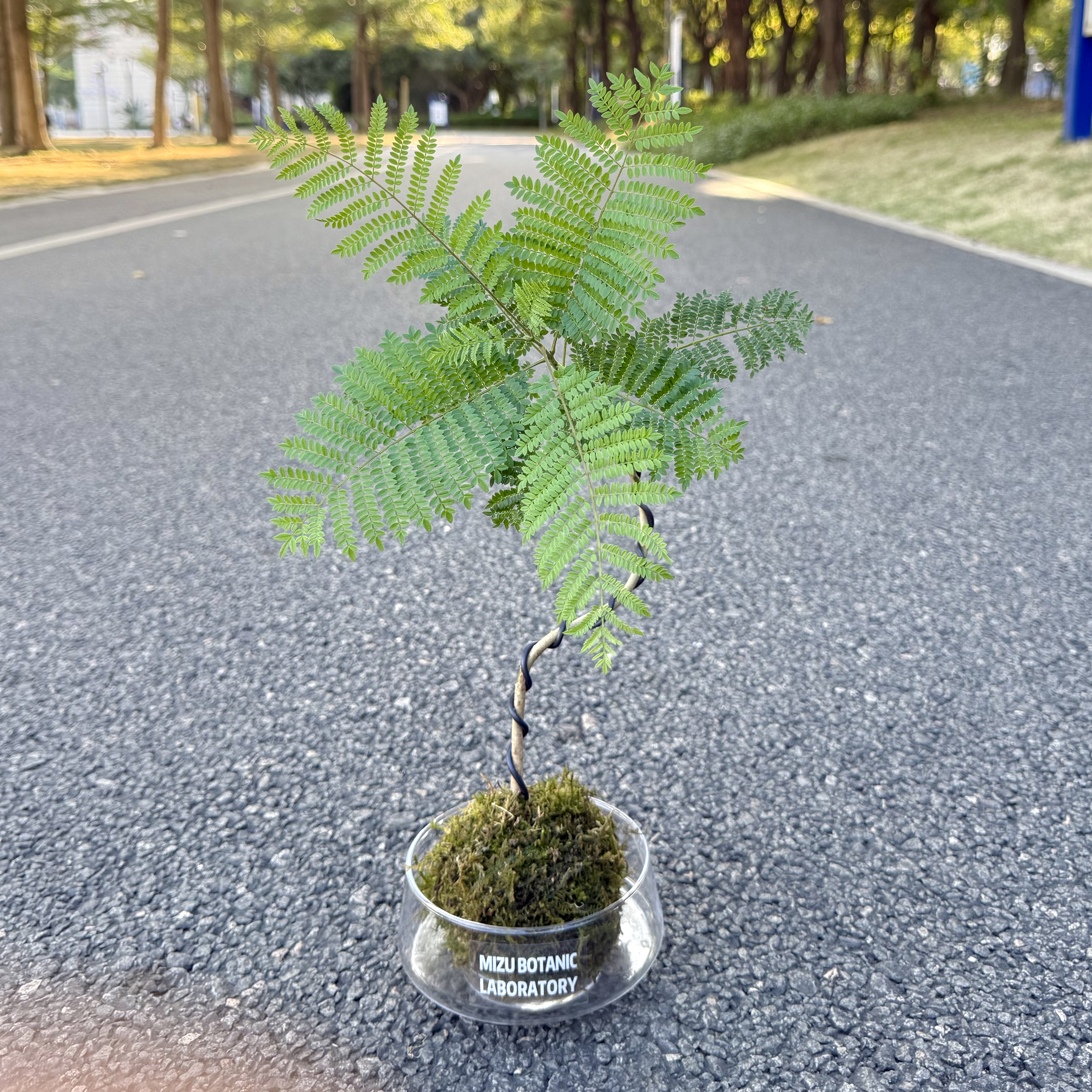 造型蓝花楹苔藓球盆栽盆景室内客厅办公室桌面观叶趣味花卉绿植