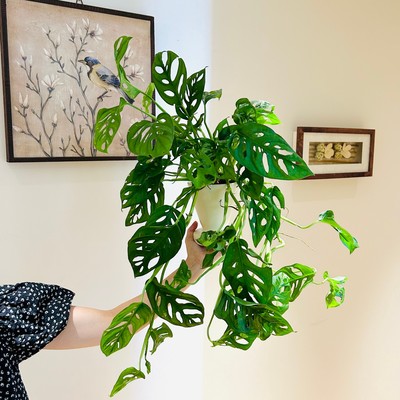 垂藤龟仙洞盆栽客厅四季好养绿植