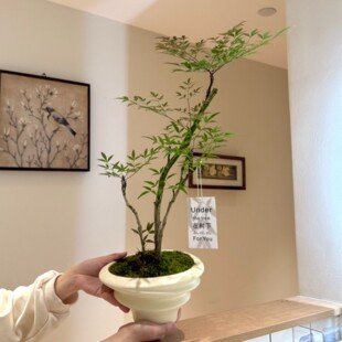 丛林南天竹盆栽耐旱室内绿植庭院阳台客厅四季好养活植物禅意老桩