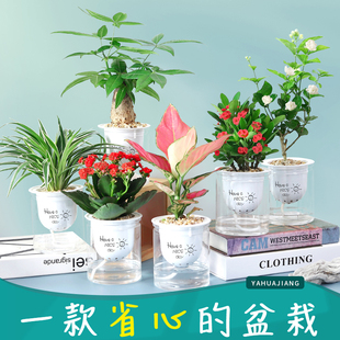 桌面绿植盆栽花卉轻奢懒人植物室内小多肉办公室含羞草四季好养活