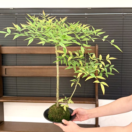 水培禅意南天竹盆栽茶桌高级绿植