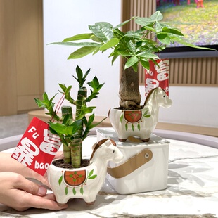 马上发财树富贵竹马年盆栽盆景室内客厅办公室桌面观叶趣味花卉绿