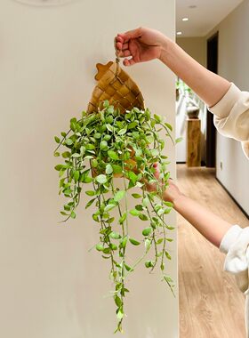 垂藤绿翡翠盆栽ins风高级感植物