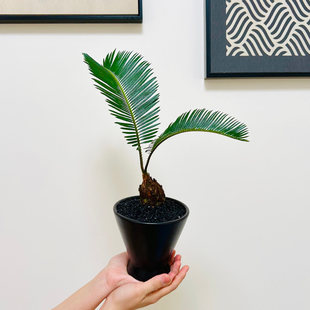 微型铁树盆栽办公室桌面耐旱ins风绿植懒人植物四季常青好养易活