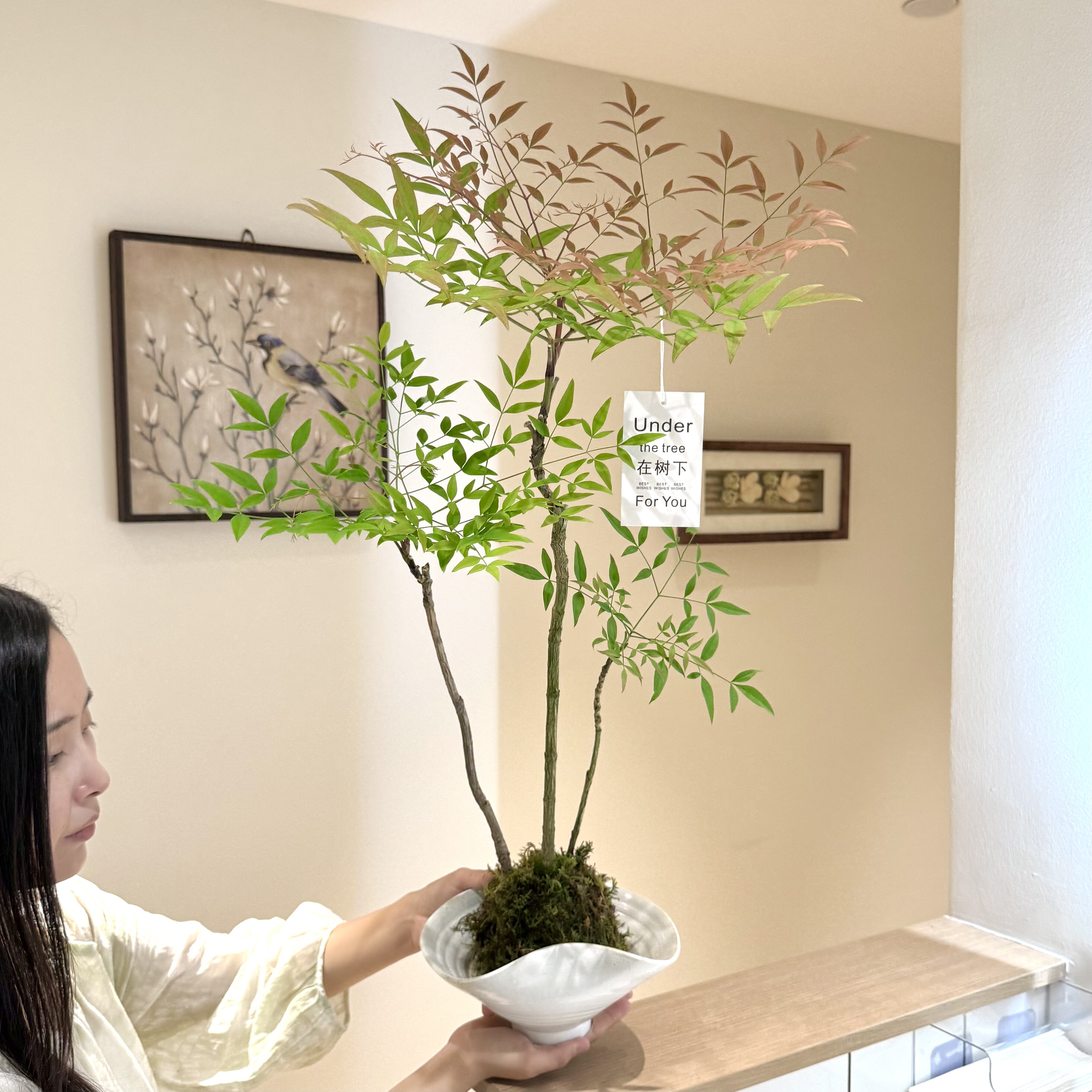 水培禅意南天竹盆栽茶桌高级绿植