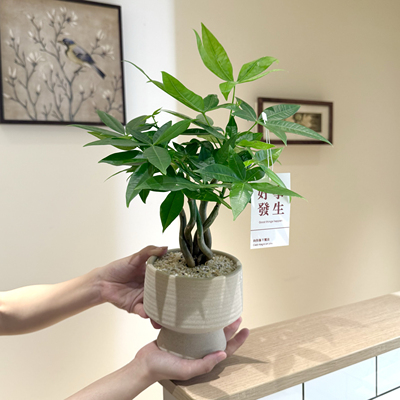 发财树盆栽室内客厅懒人好养绿植
