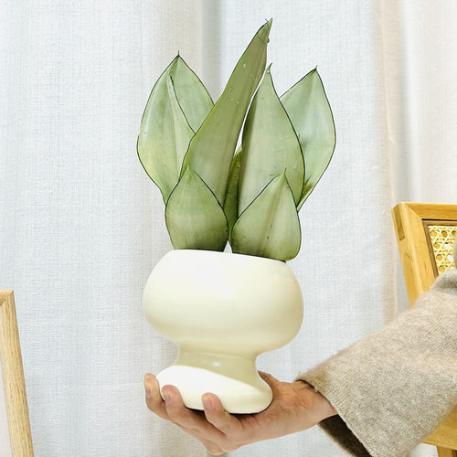 白玉虎皮兰虎尾兰盆栽