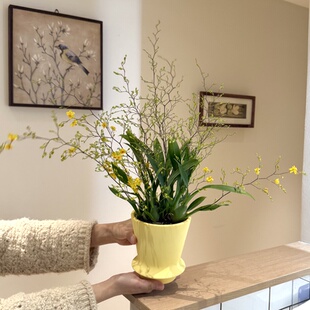 黄金万两梦香兰年宵花盆栽盆景室内客厅办公室桌面观花卉绿植好养