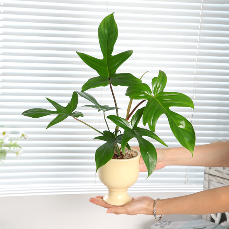 飞机蔓绿绒工位热植高级感绿植客厅室内盆栽办公室好养活四季植物