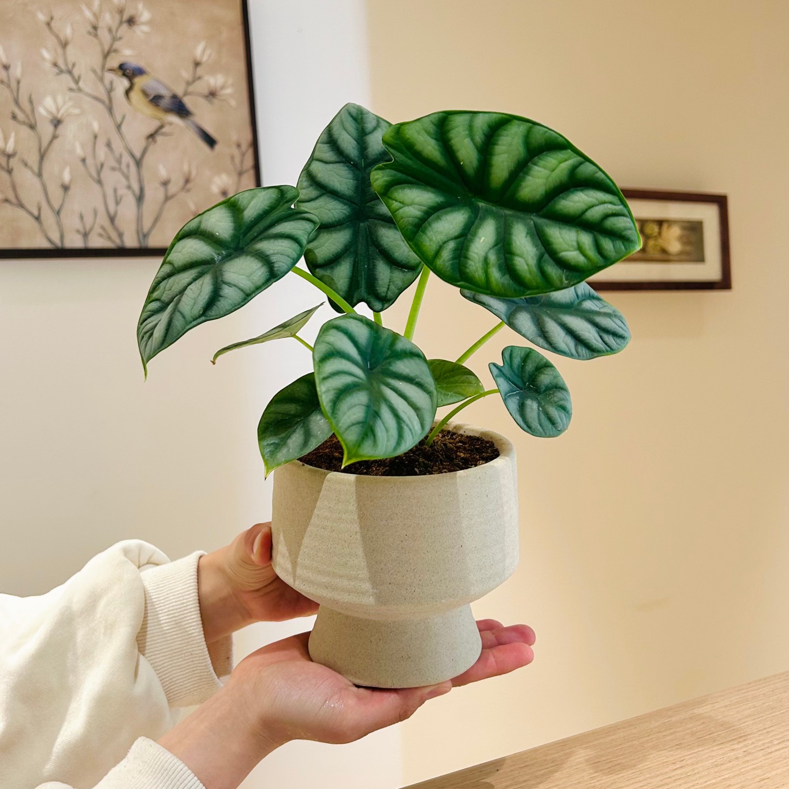白犀牛海芋盆栽办公室客厅桌面绿植北欧四季好养耐阴花卉懒人植物