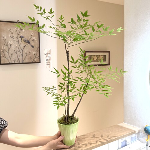 黄绿彩釉瓷盆丛林南天竹盆栽