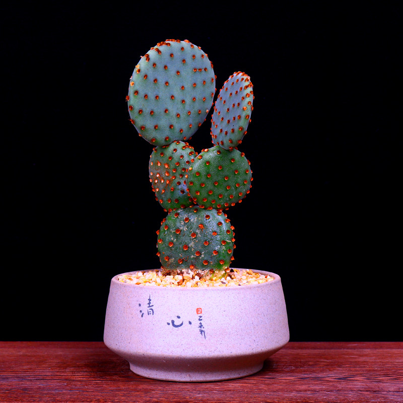 红太古仙人掌红毛掌多肉耐养盆栽盆景室内阳台趣味花卉绿植好养活