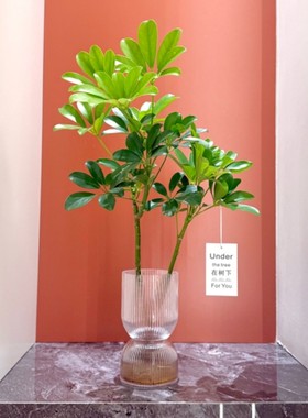 水培好事成双鸭脚木盆栽客厅北欧风耐阴绿植室内懒人好养易活植物