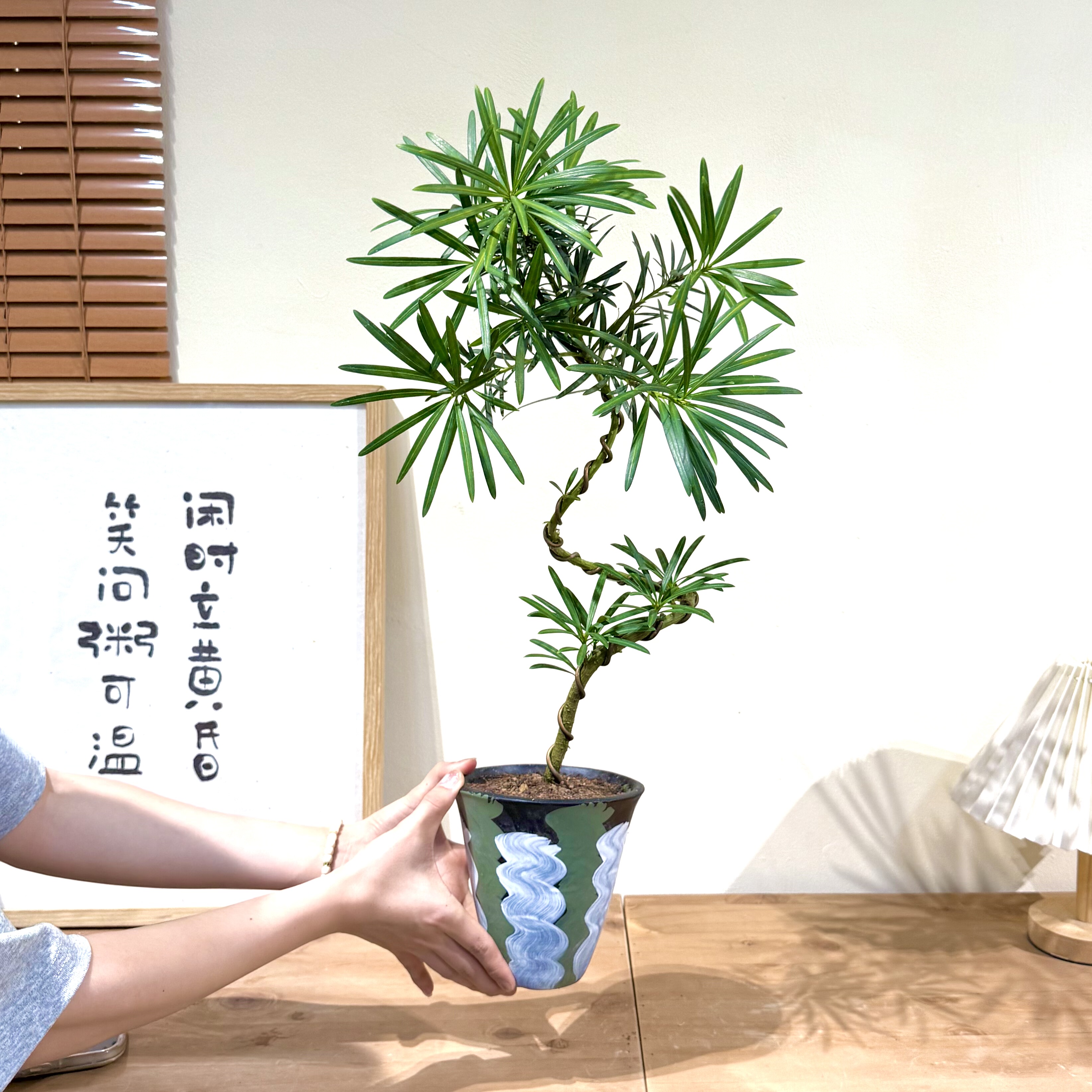 大苗飘枝造型罗汉松盆栽盆景室内客厅办公室桌面观叶花卉绿植图片