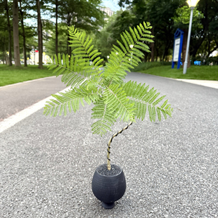 禅意造型蓝花楹盆栽室内办公室客厅耐旱绿植四季常青新手好养植物