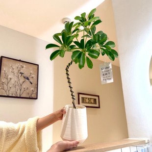 意境造型老桩鸭脚木盆栽客厅办公室桌面土栽懒人植物北欧家居绿植
