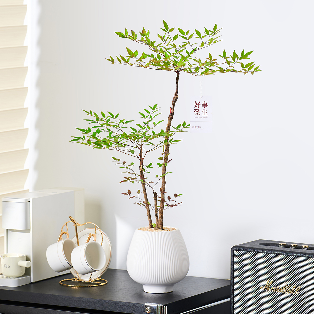 丛林南天竹耐阴好养易活的植物