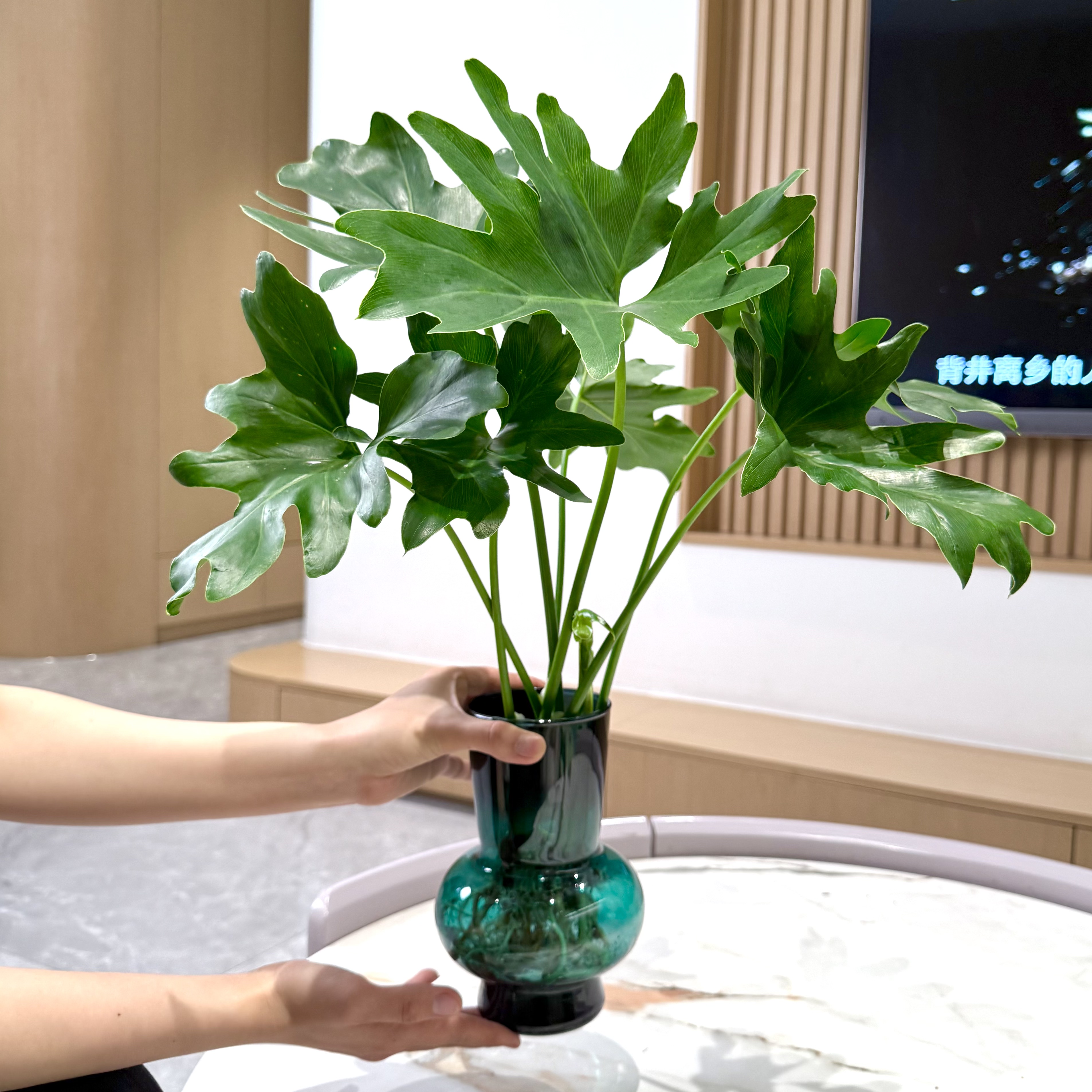 水培春羽盆栽盆景室内阳台办公室桌面观叶净化空气花卉绿植好养图片