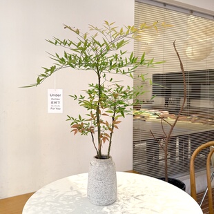 南天竹盆栽禅意北欧风办公室工作室桌面耐旱绿植新手四季好养植物