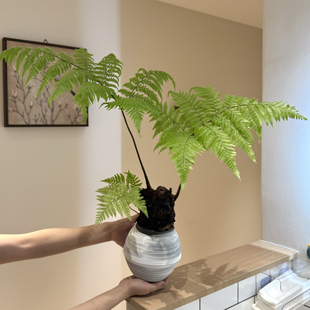 禅意国风红磷蕨类植物盆栽盆景室内客厅办公室桌面观叶花卉绿植