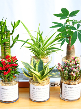 发财树长寿栀子花桌面绿植小花卉盆栽植物室内易活好养多肉含羞草