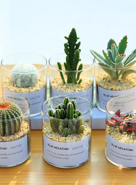 仙人掌盆栽多肉植物仙人球小盆栽室内开花办公室绿植桌面电脑玉露